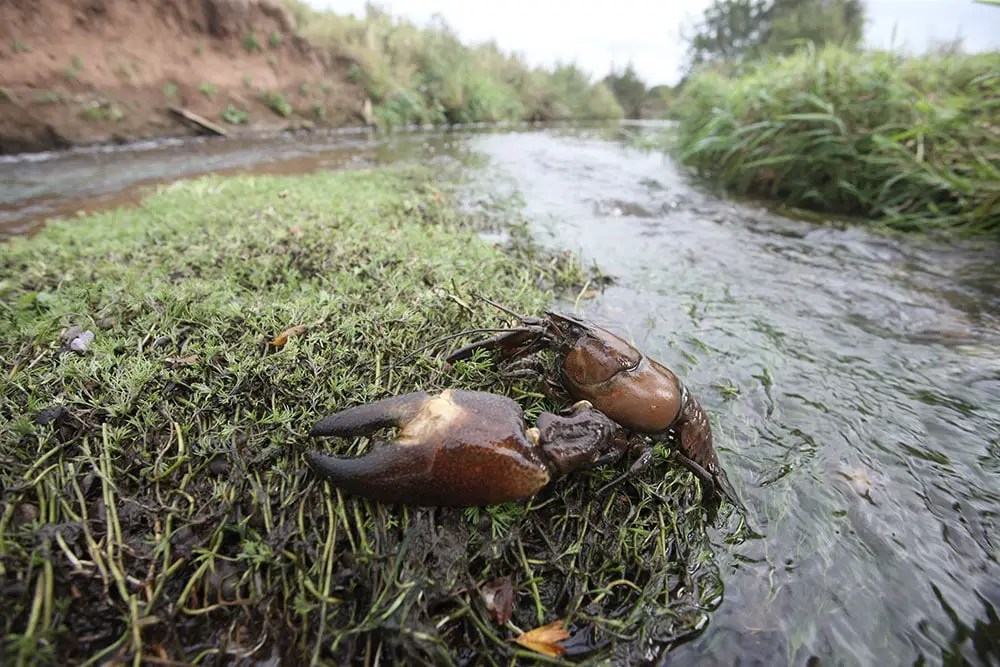 American Signal Crayfish Where to find & How to catch