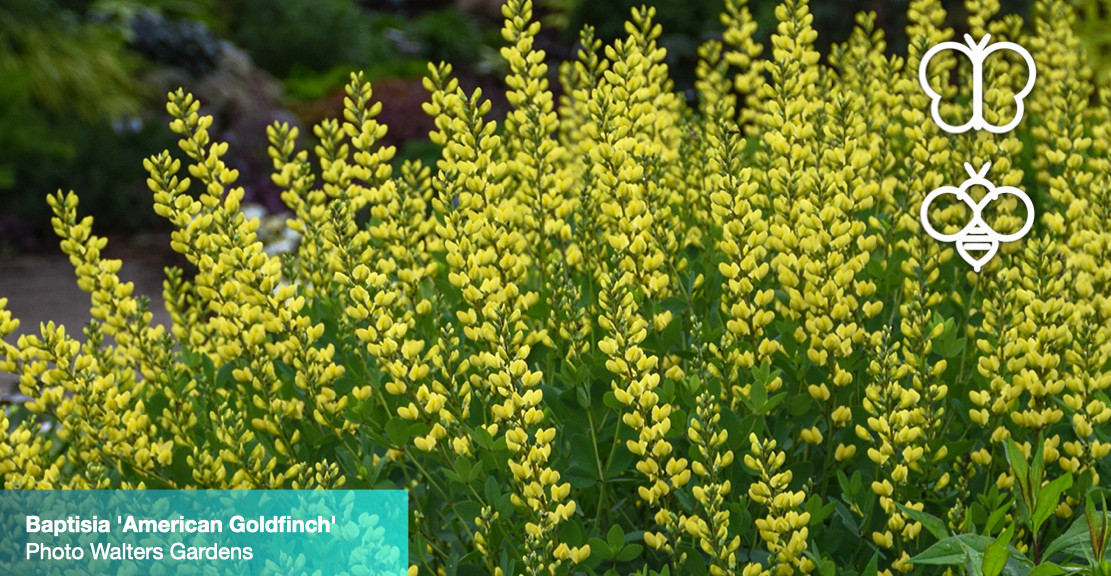 Baptisia (False Indigo) Wit's End Gardens, Perennials for Pollinators