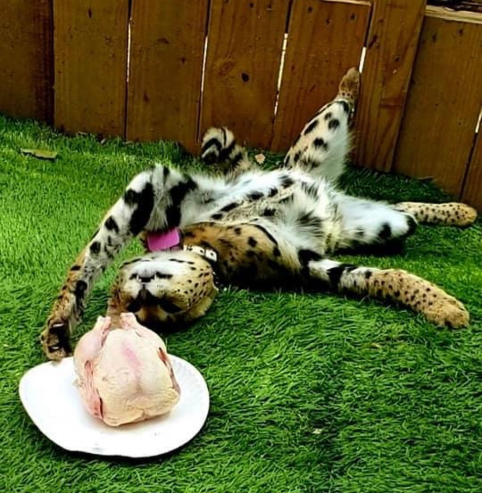 RAW Diet for Savannah Cats
