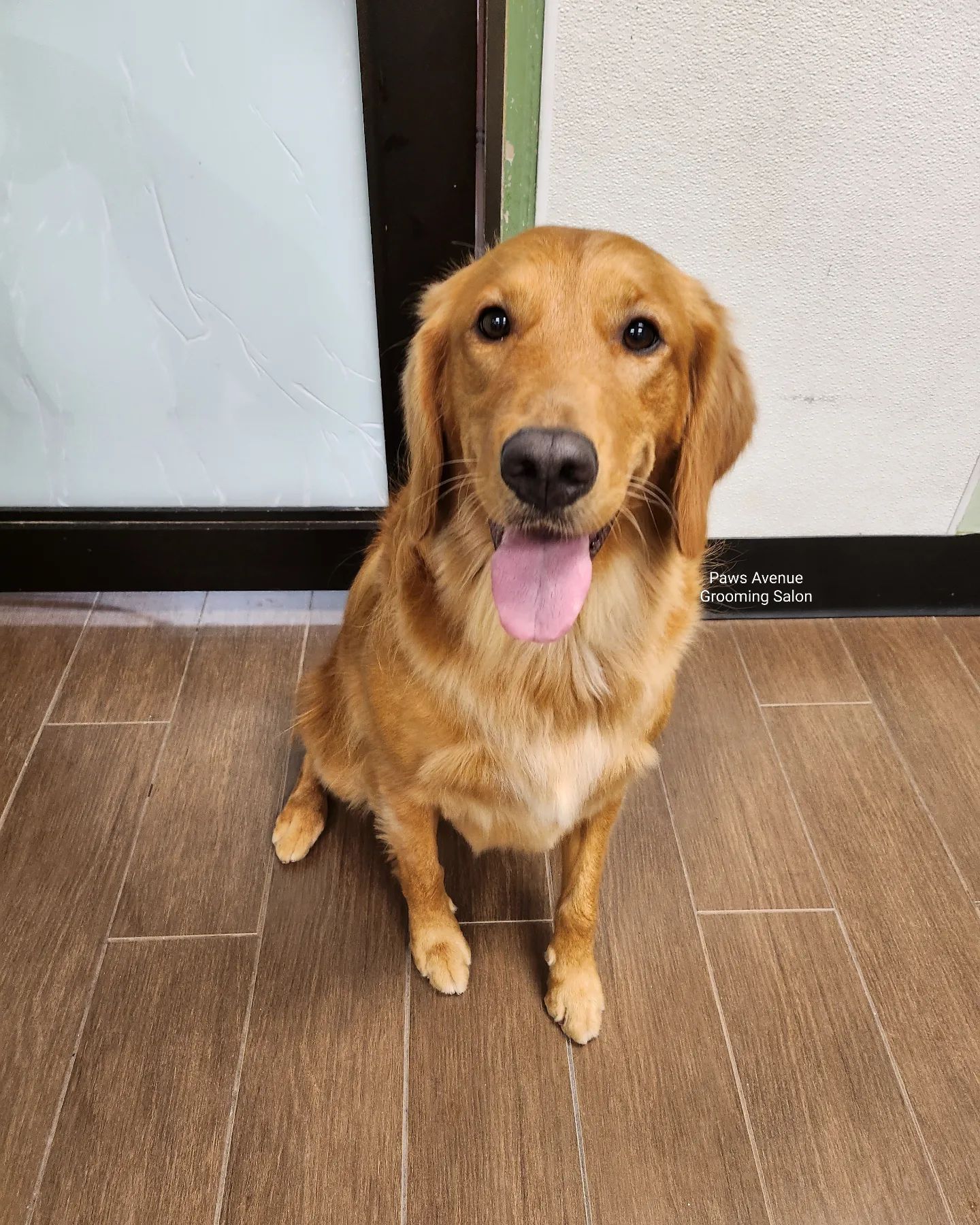 Best pet grooming in Mississauga