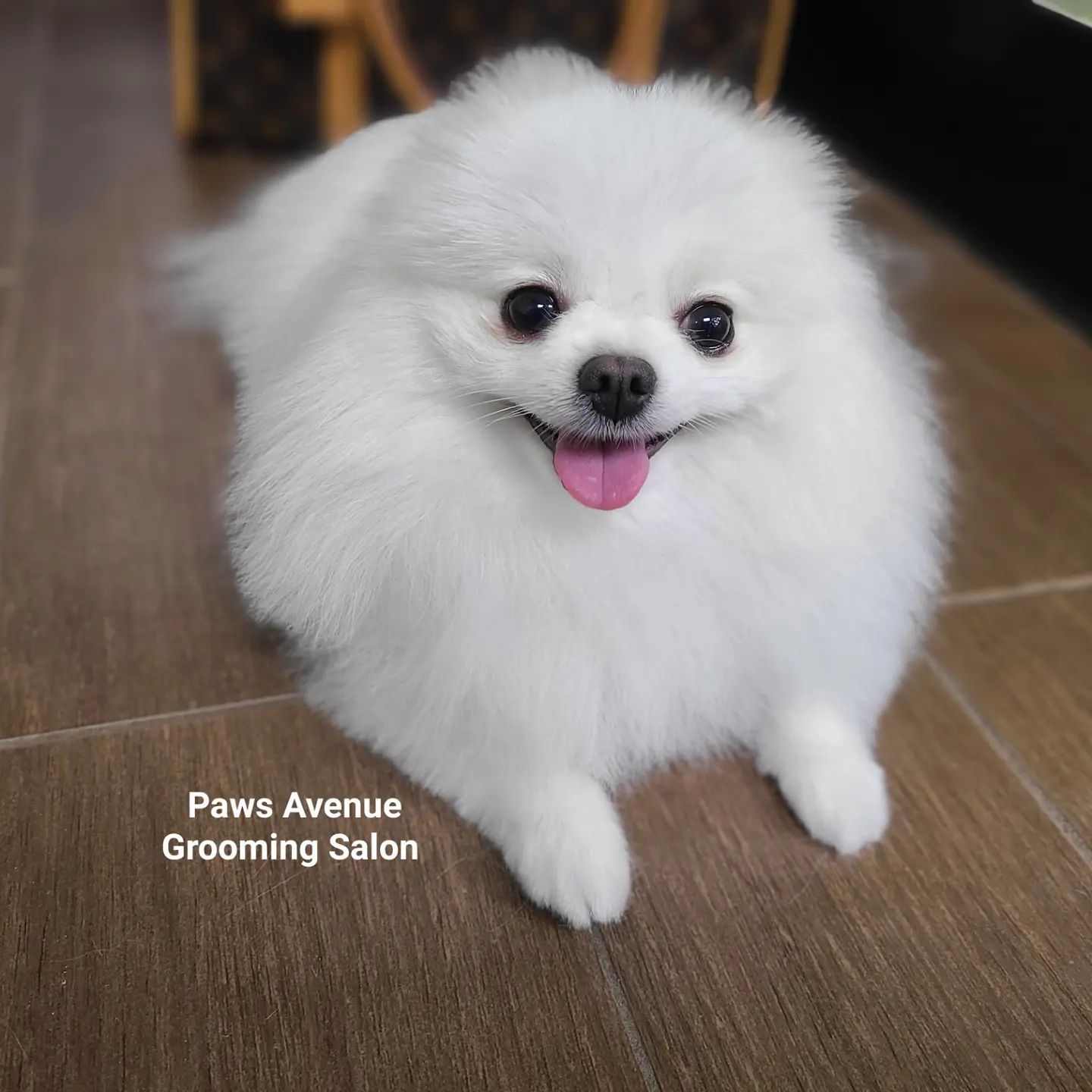 Best pet grooming in Mississauga