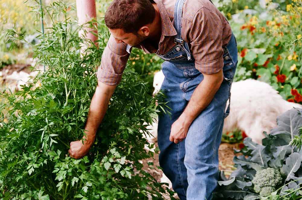 Home Celetti Nursery Inc