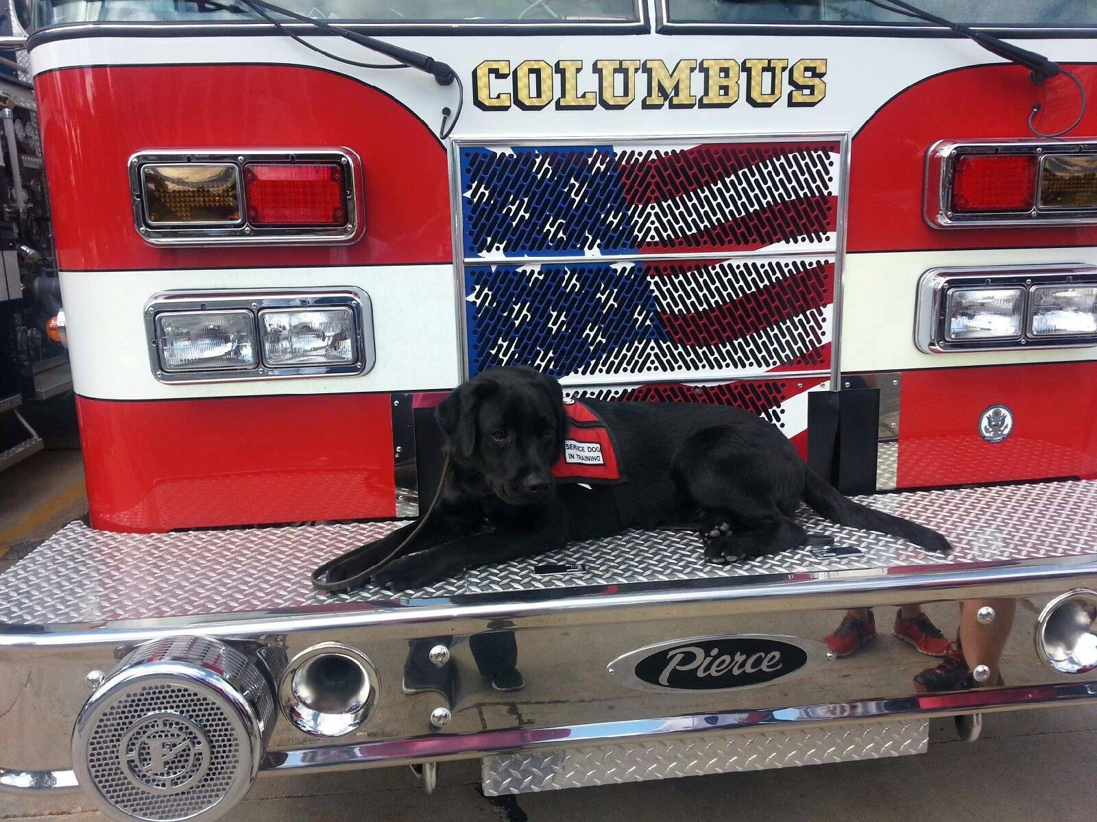 PTSD Service Dogs Madison Custom Canines Service Dog Aademy
