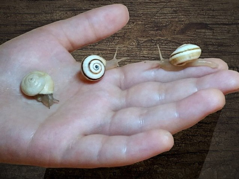 Buy "Theba Pisana" pet land snail
