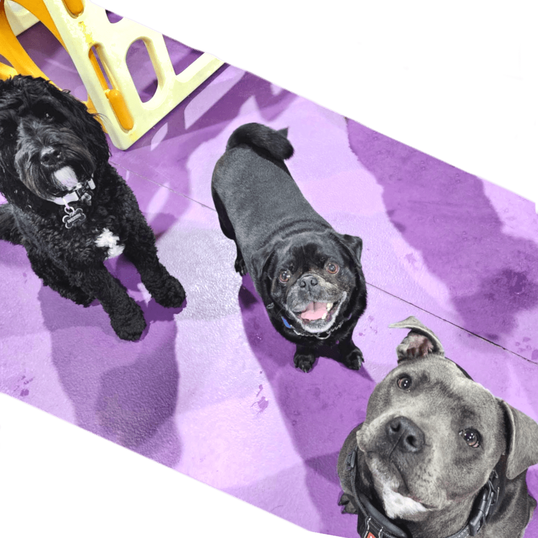 Daycare Ari&Me Golden Grove's Trusted Haven For Dogs & Pups!