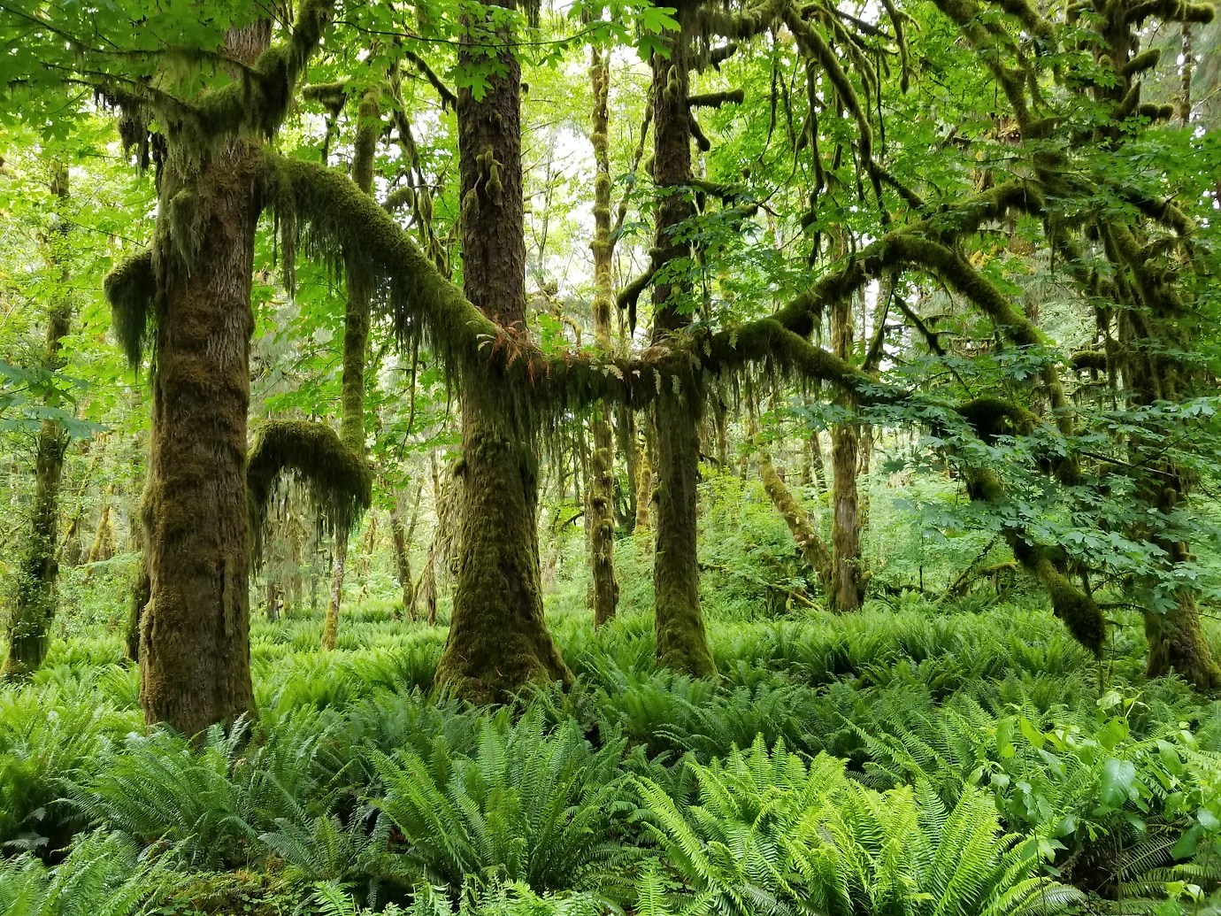 Pacific Beach Inn Pacific Beach, WA on Washington Coast
