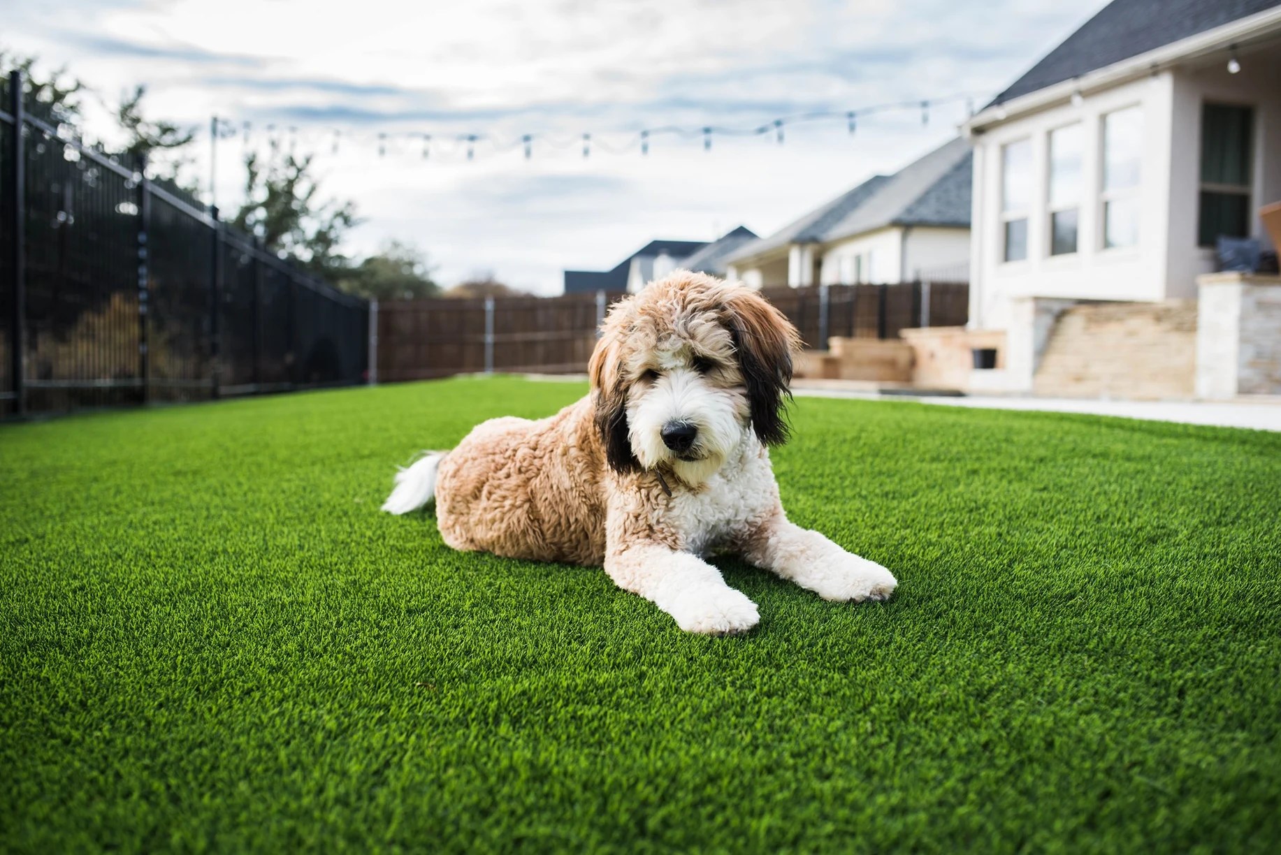 Artificial Grass Austin Tx ToughLawn Synthetic Turf