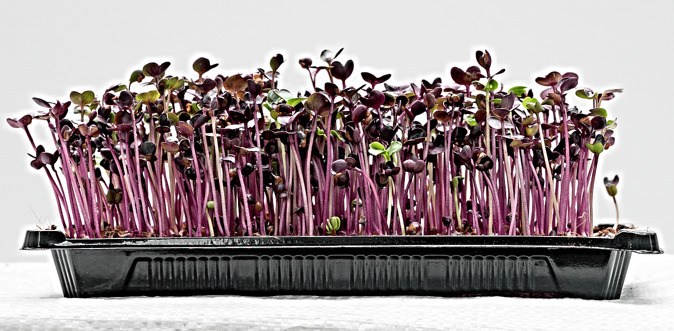 HERBS, MICROGREENS & EDIBLE FLOWERS/SPROUT HOUSE FARMS/GEELONG