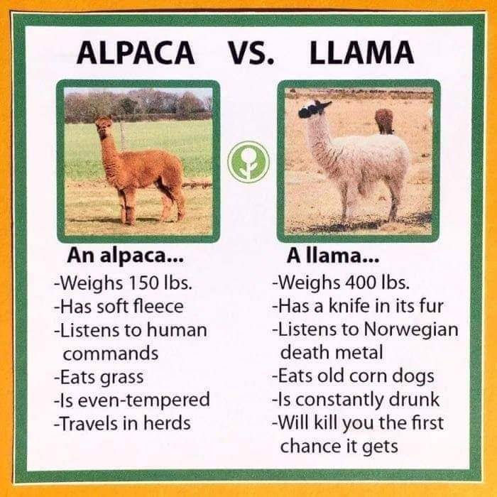 What exactly is an Alpaca?