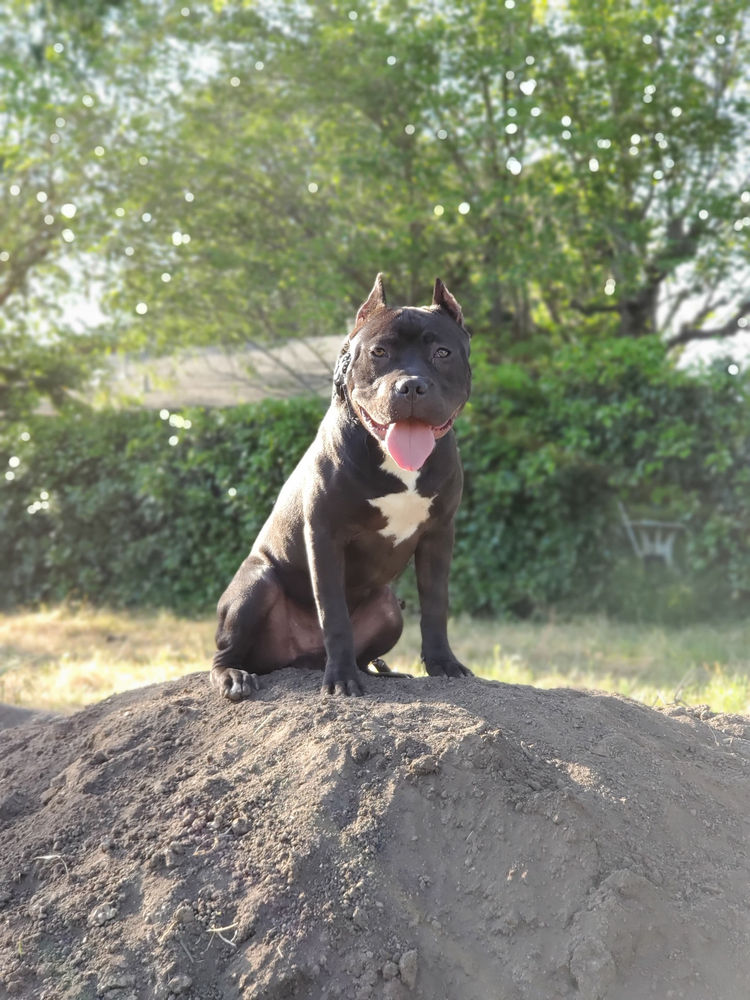 Kato Pitbull West Covina, CA. In Training