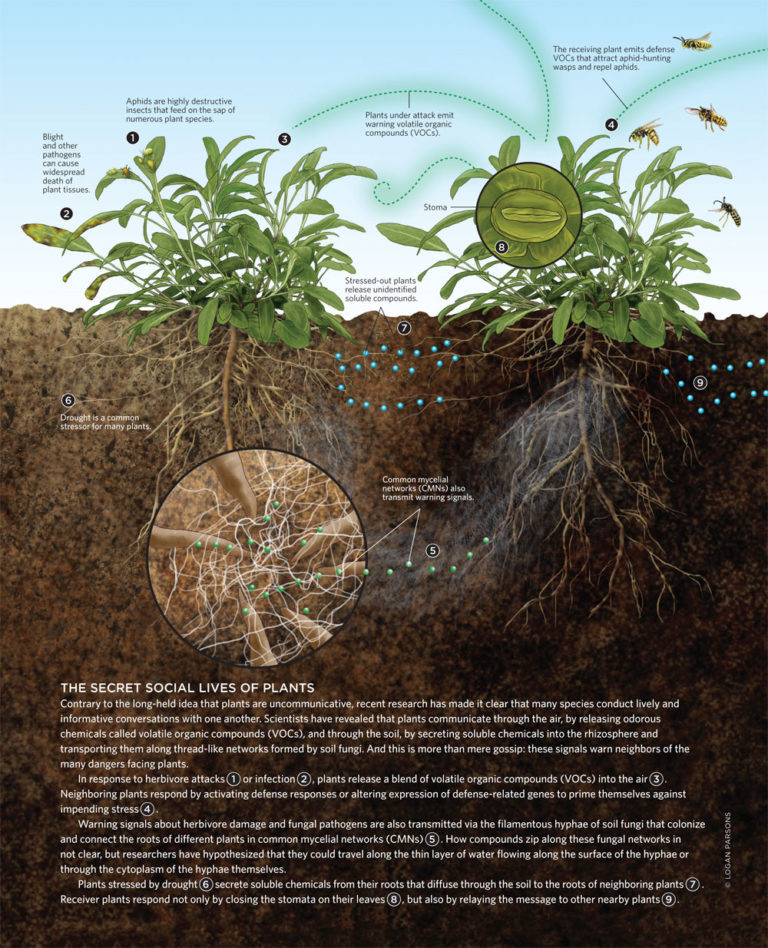 How Do Plants Communicate with Each Other?