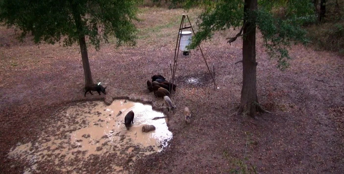 Contact Texas Hog Hunting Outfitters Best Hog Hunting Outfitters