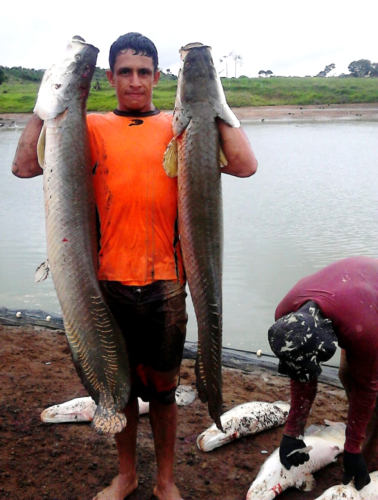 Porque criar Pirarucu