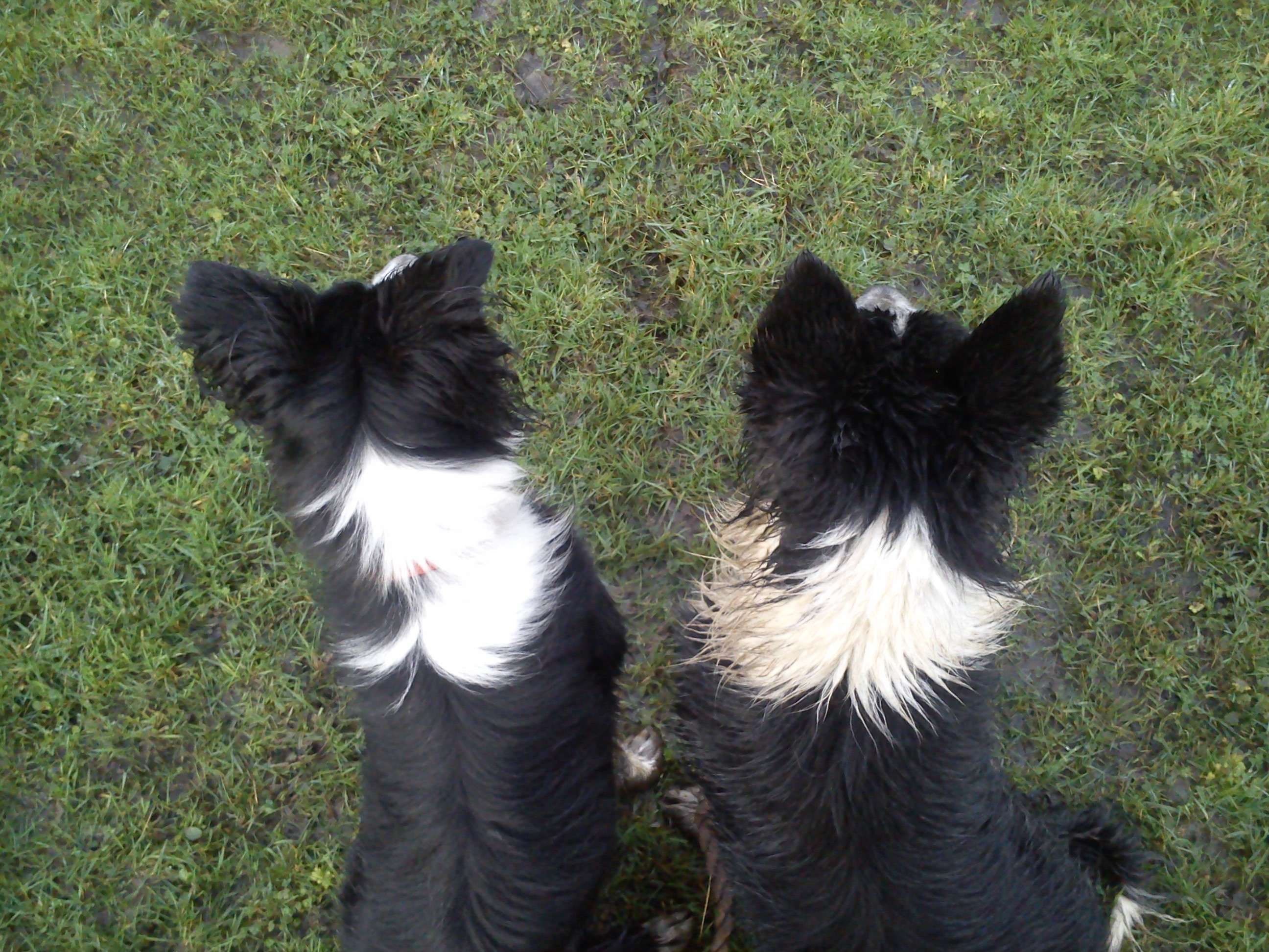 Sheepdog training by Dot McCarthy