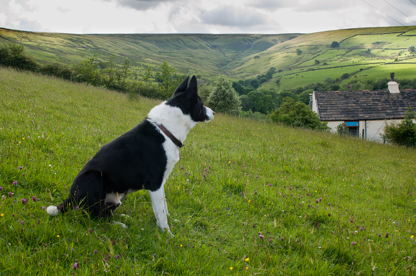 Sheepdog training by Dot McCarthy