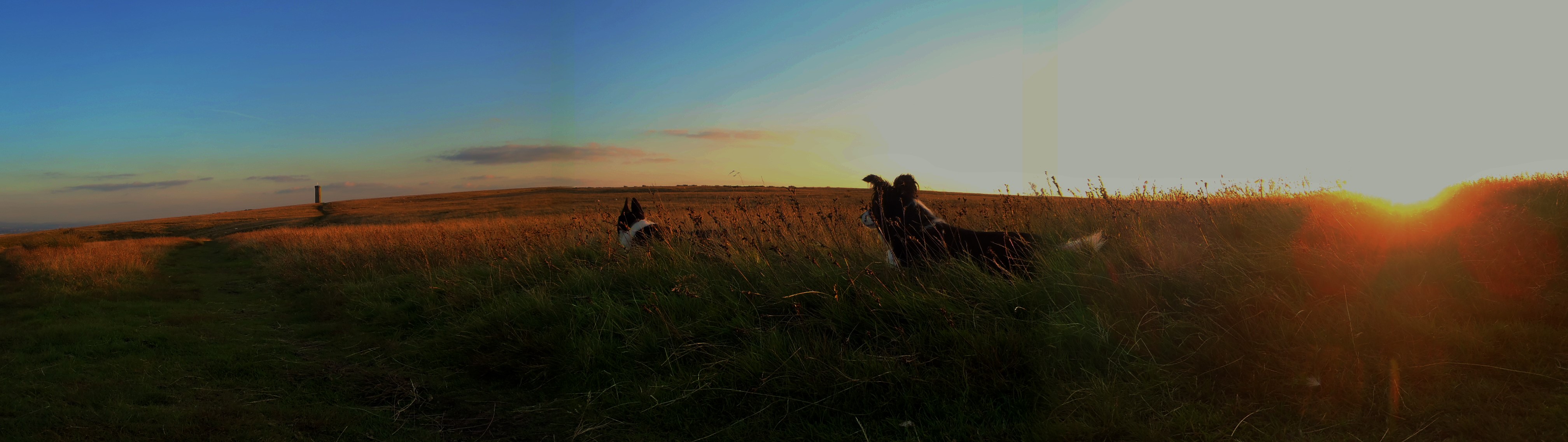 Sheepdog training by Dot McCarthy