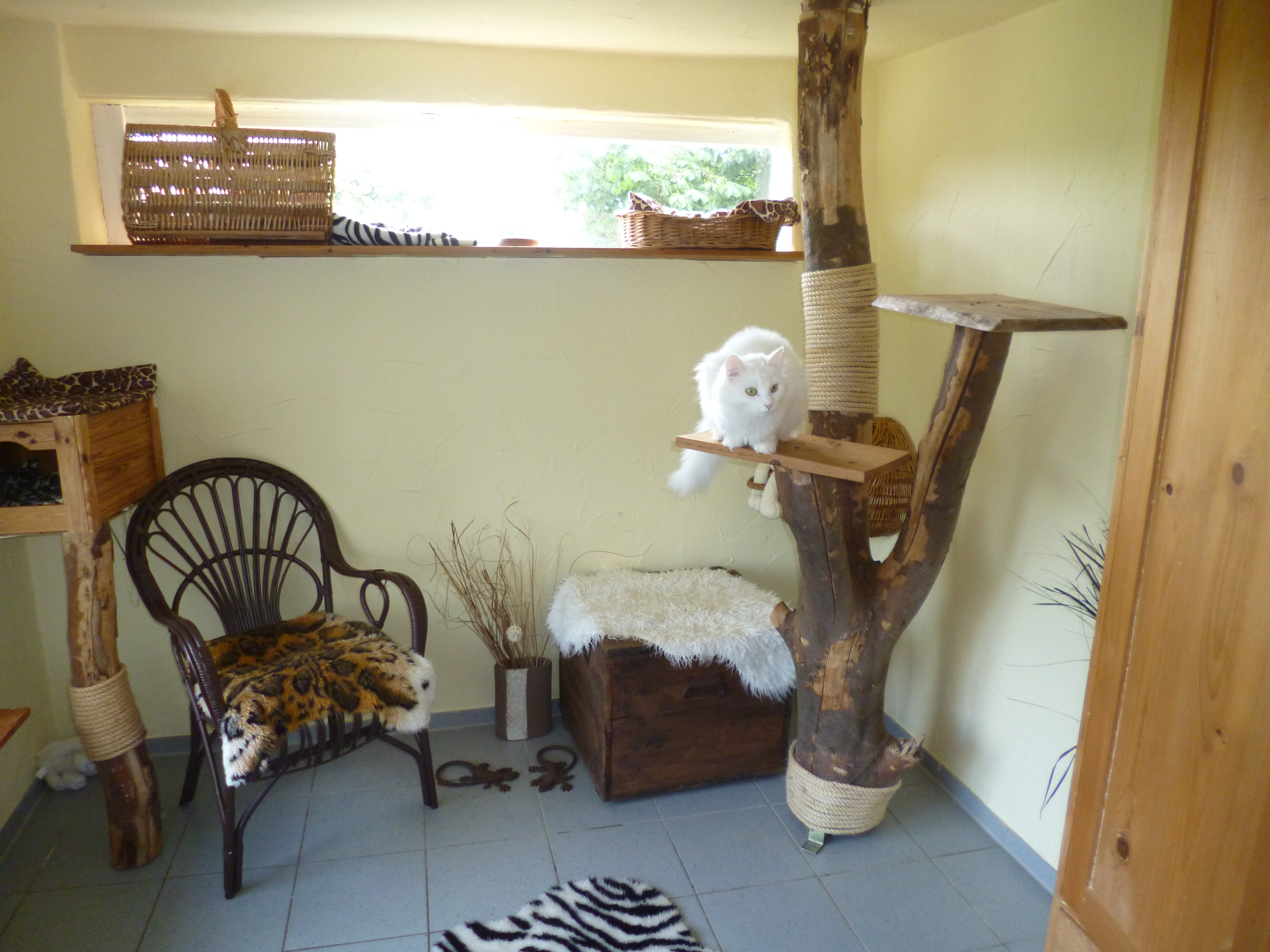 Katzen tierpensionerlenhof
