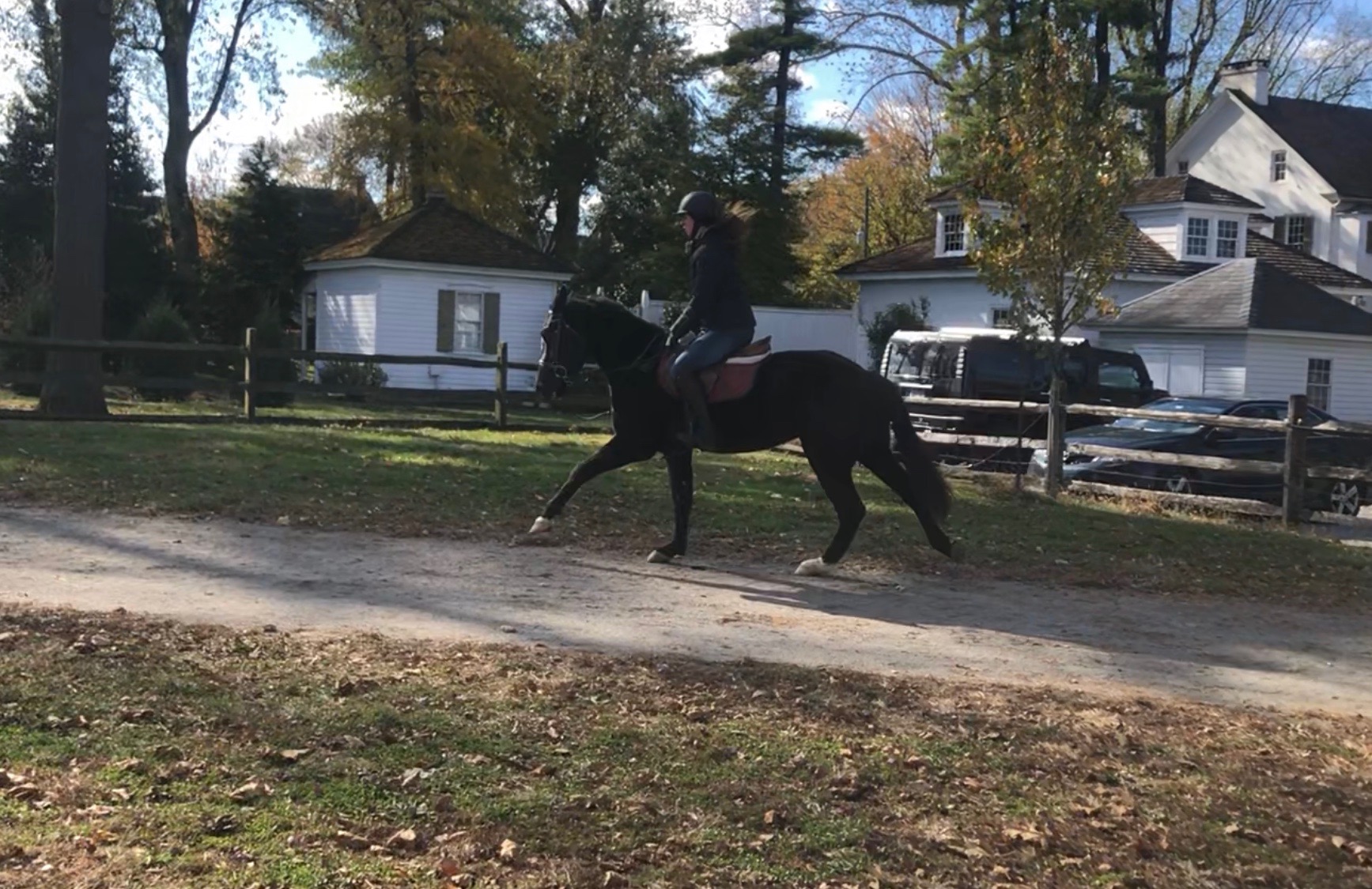 Horses for Sale cmfarms