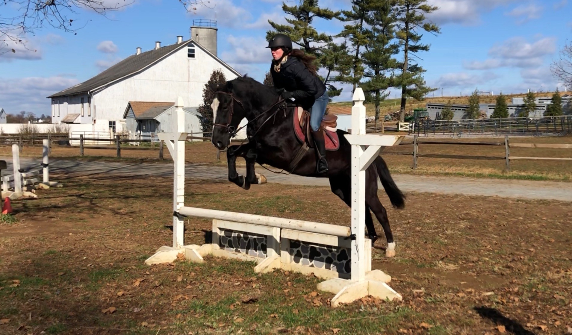 Horses for Sale cmfarms