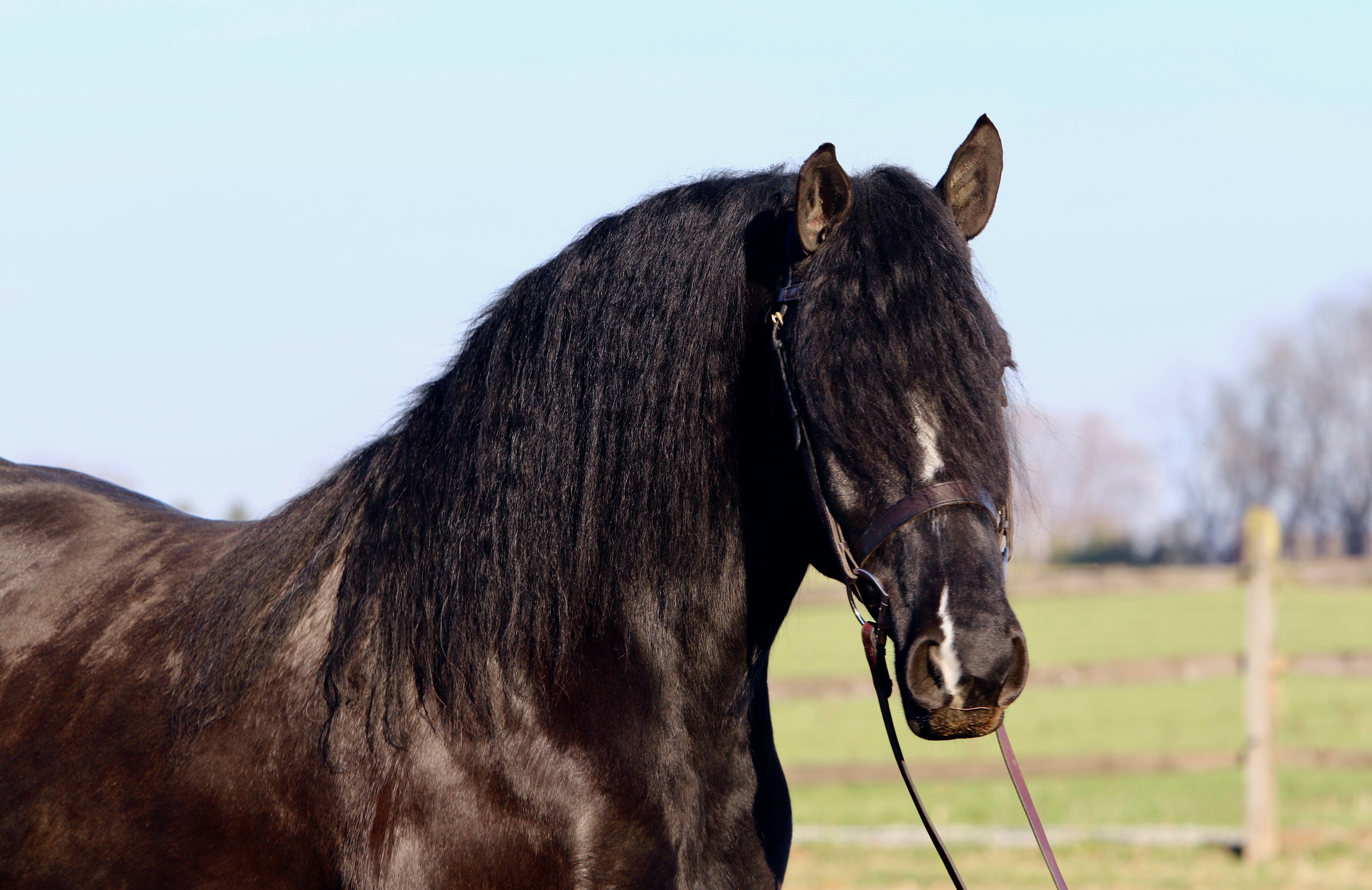 Horses for Sale cmfarms