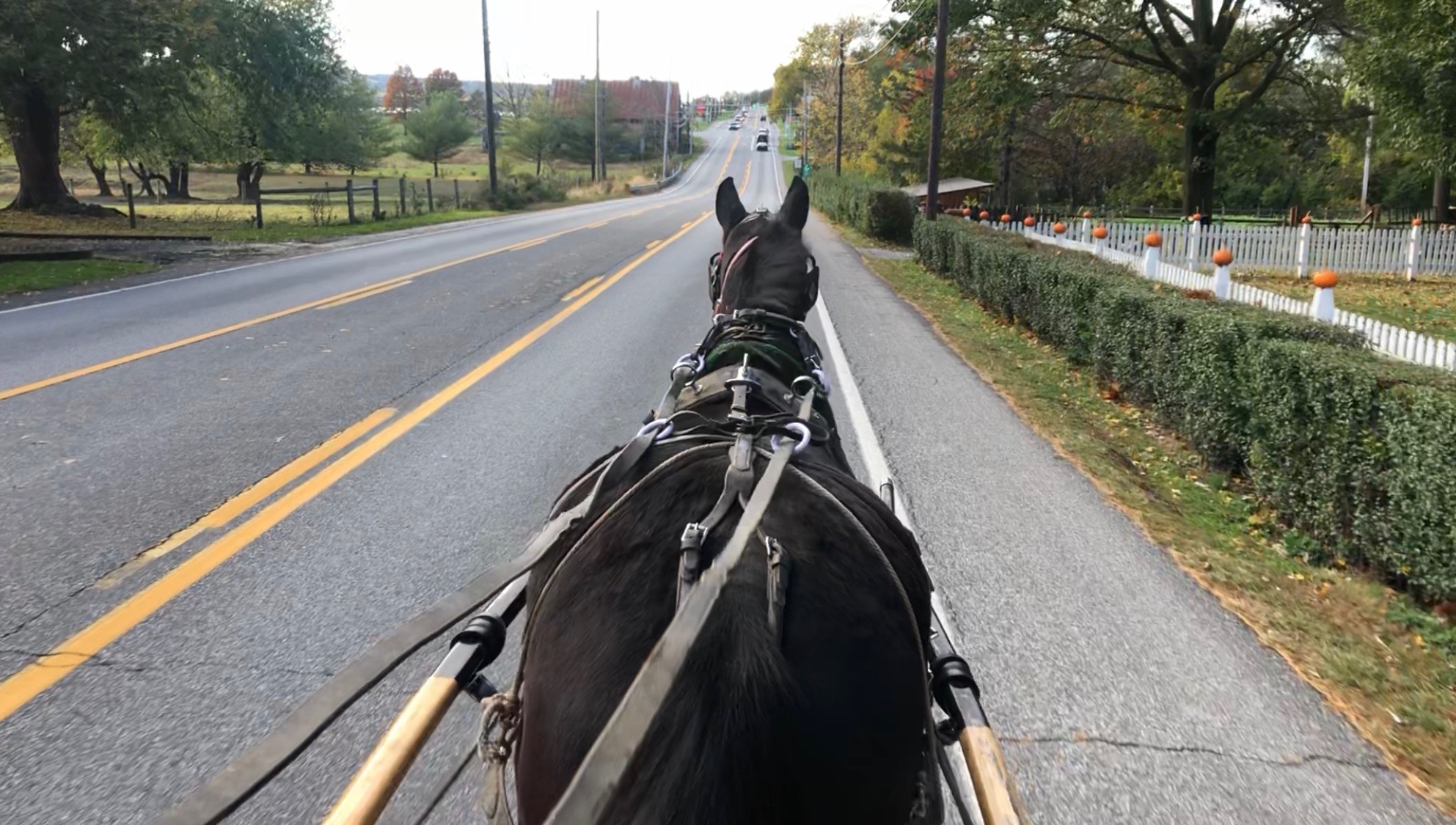 Horses for Sale cmfarms