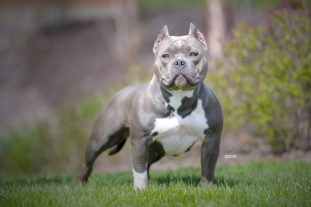 American bully price celebrityvica