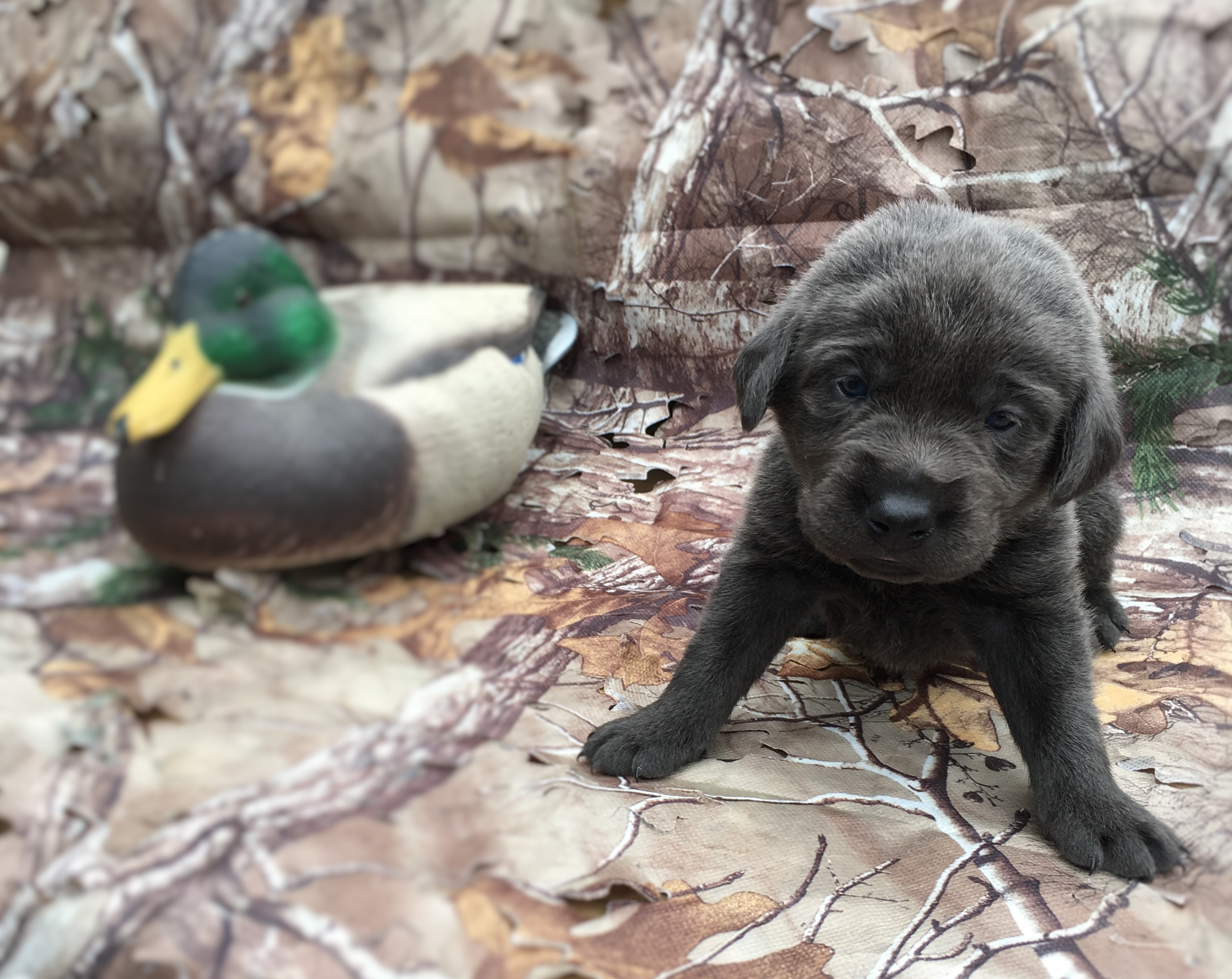 Charcoal & Silver Lab Puppies For Sale K&D Silver Labs Lebanon, MO