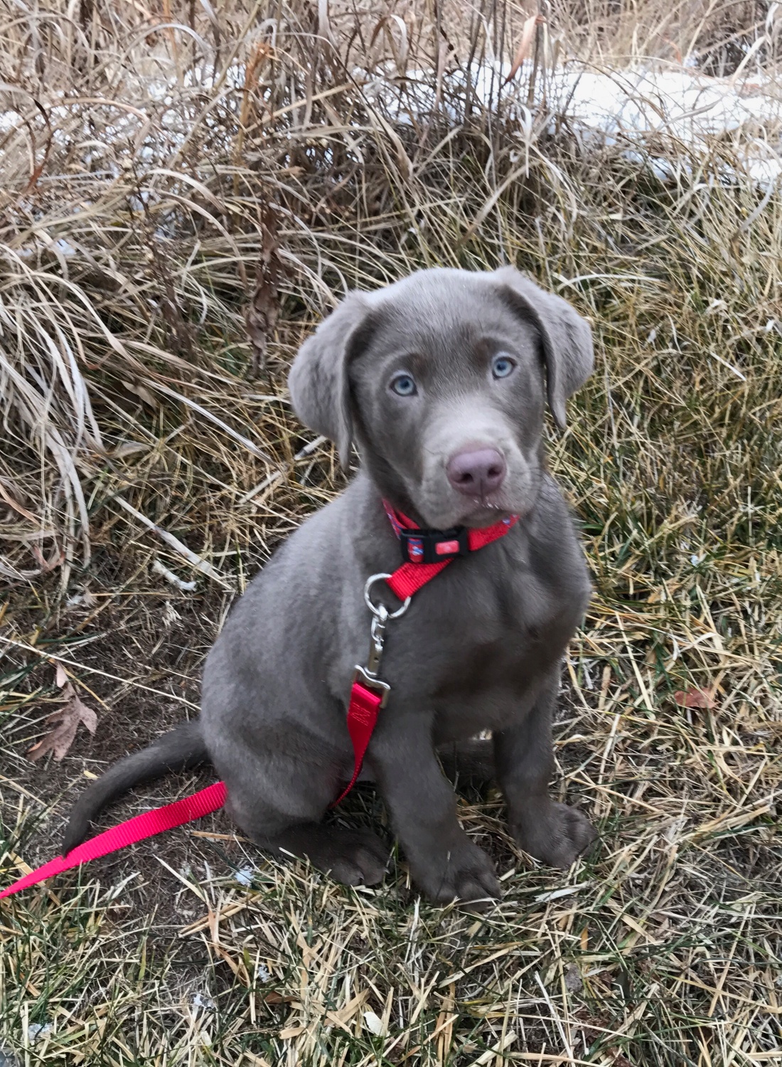 Charcoal & Silver Lab Puppies For Sale K&D Silver Labs Lebanon, MO