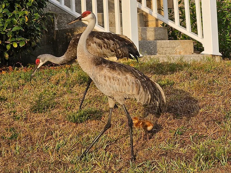 OUR COMMUNITY Zellwood Station