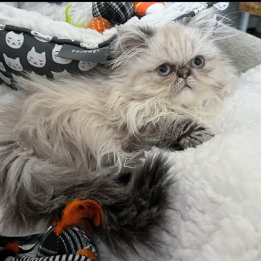 Available Oklahoma Cfa Persians, Himalayans, And Exotic Kittens