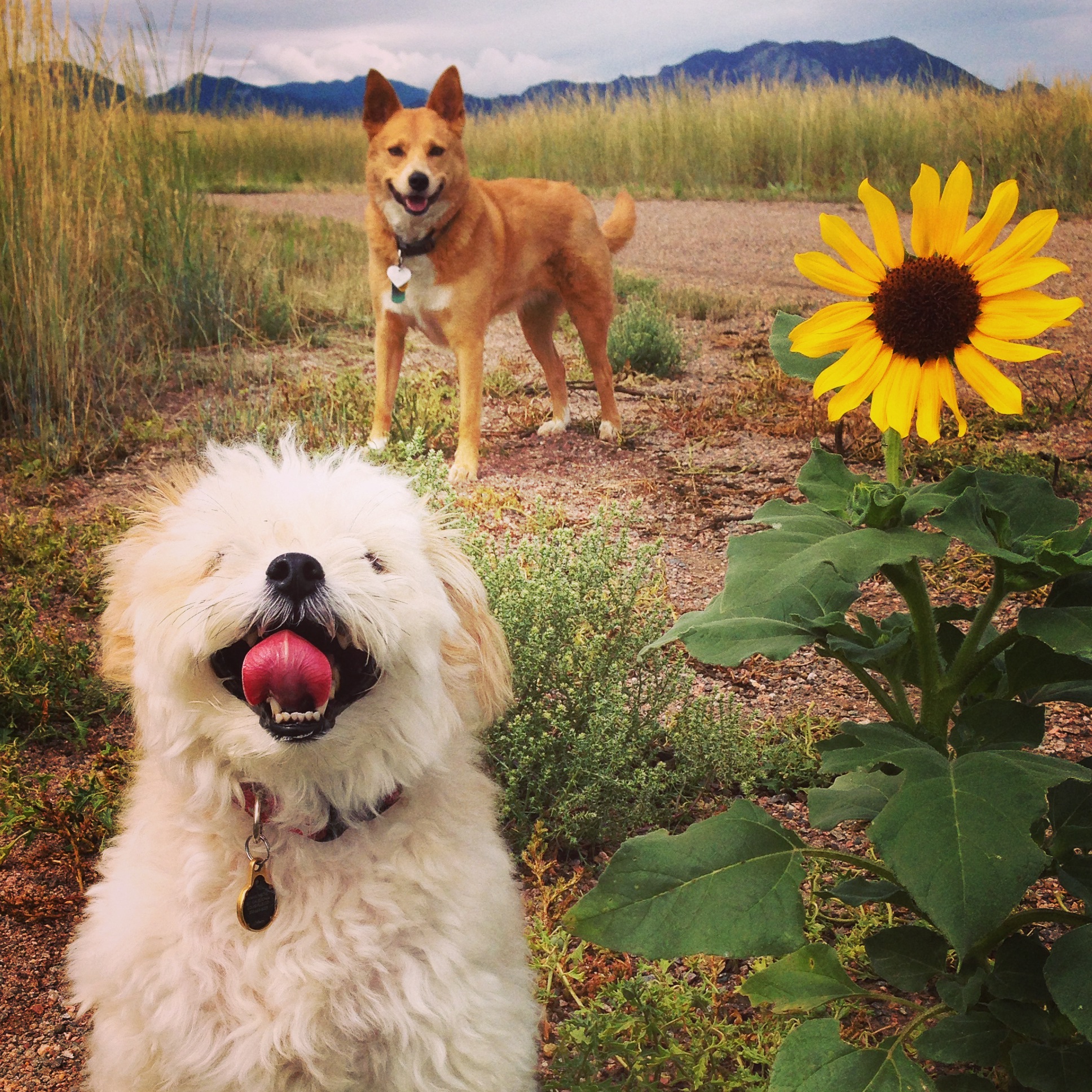 Boulder Doggie Adventures