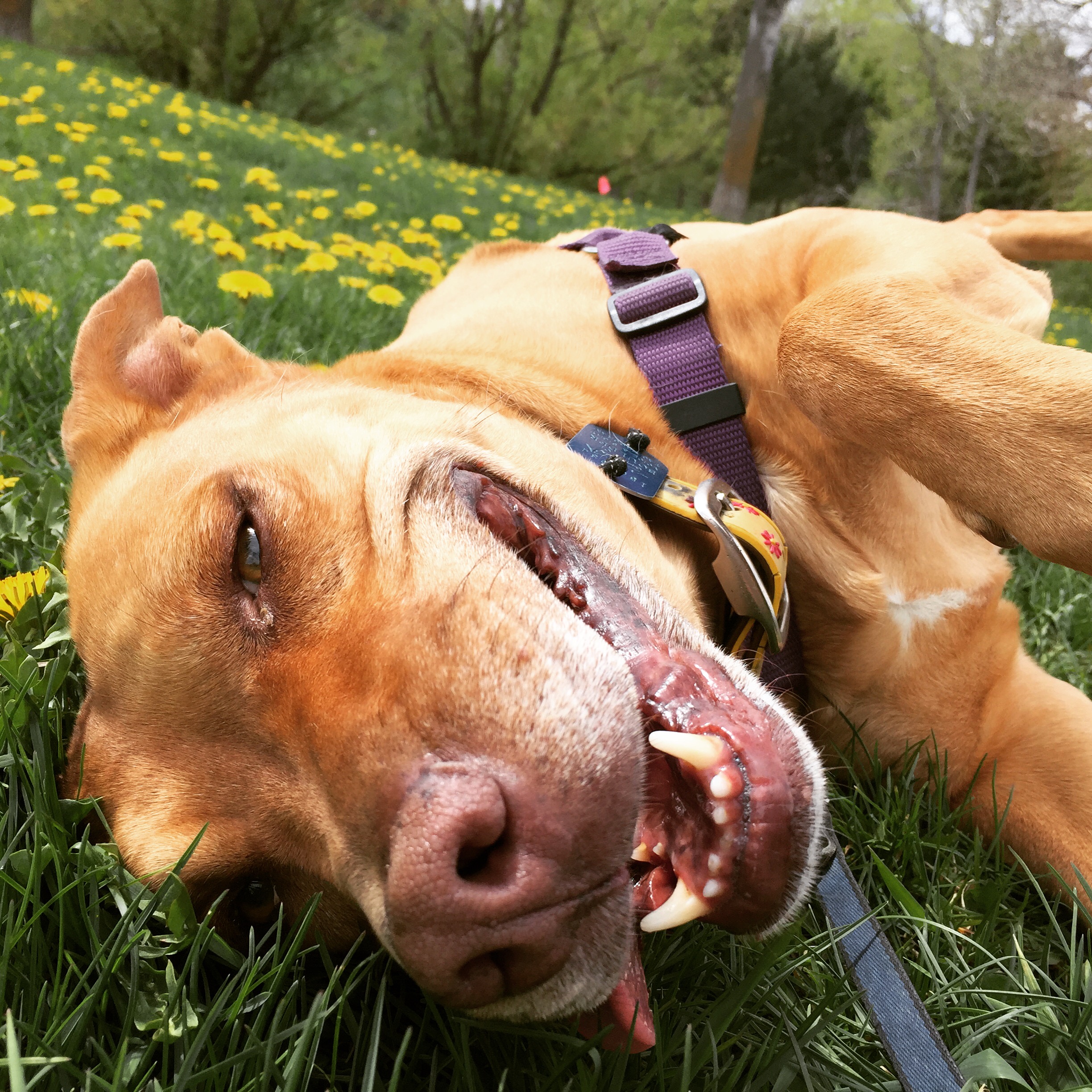 Boulder Doggie Adventures