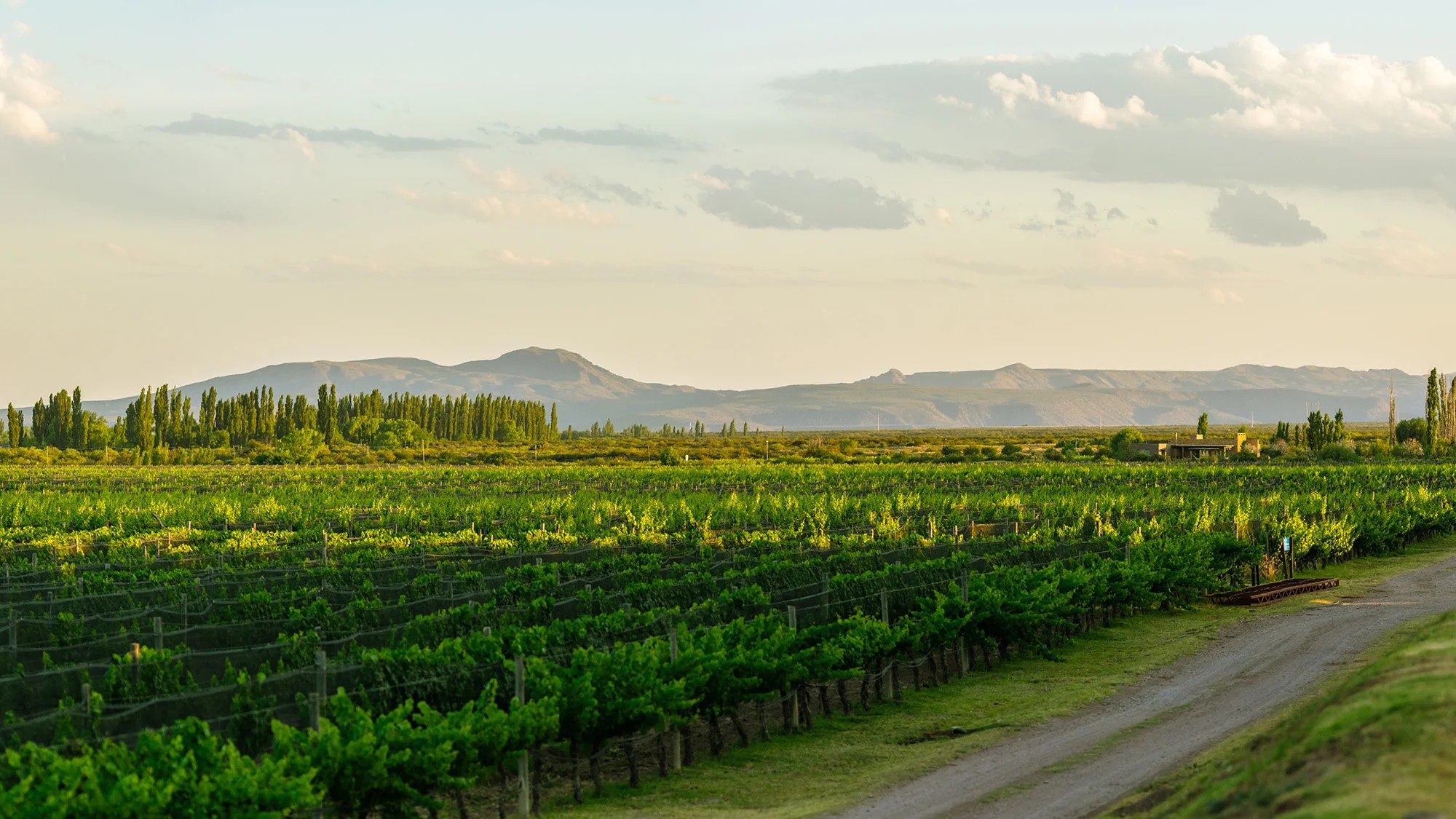 ALGODON FINE WINES DESTINARE