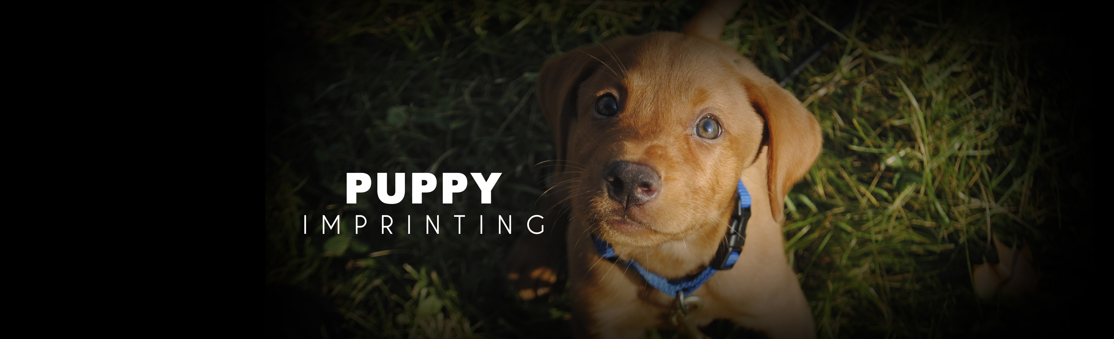 Top Tier K9 Dog Trainer School