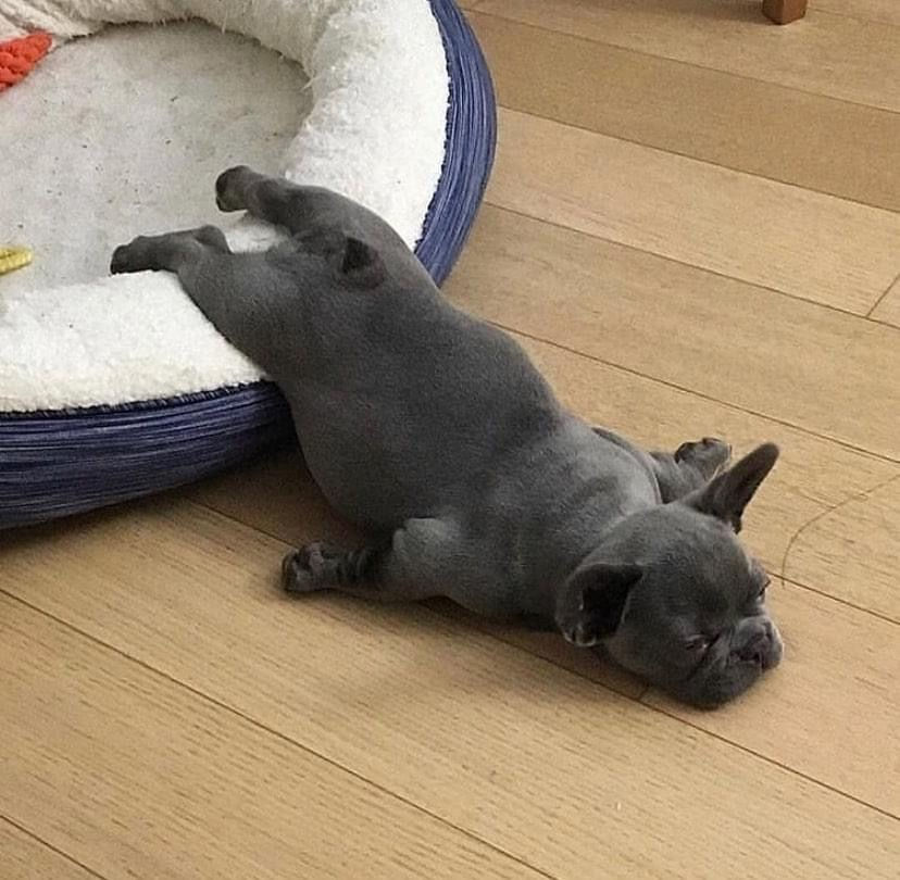 How to Take Care of French Bulldog Puppies