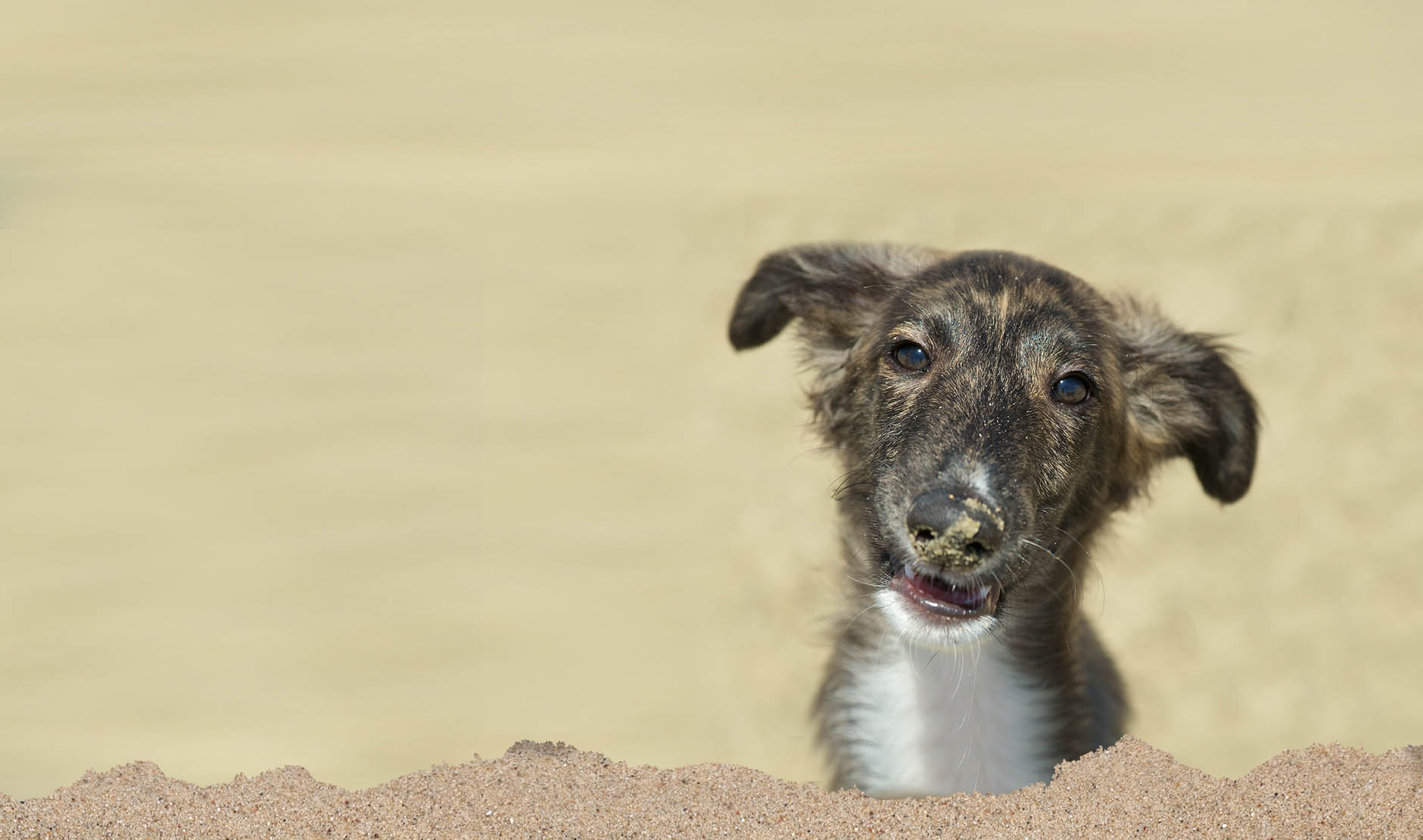 Huntington Dog Beach