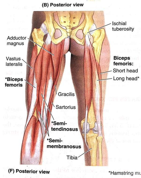 Top 5 Running Injuries Proximal Hamstring and Buttock Pain
