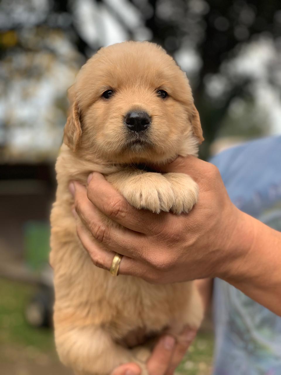 Comprar um Golden Retriever Golden Retriever Preço