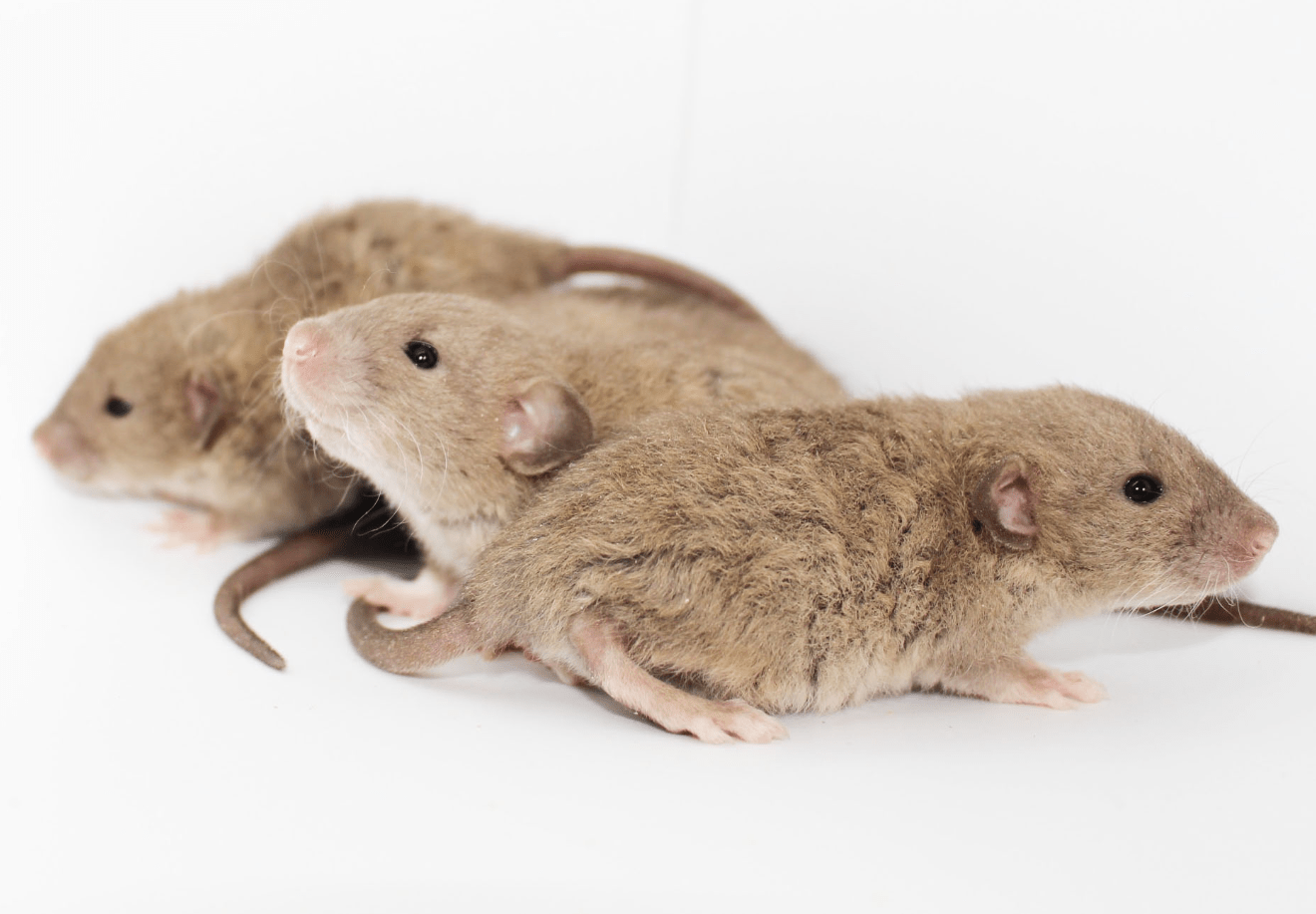 Arizona Rat Breeder Raining Rats Rattey