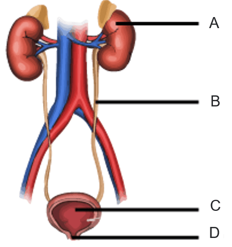 The diagram shows organs of the human excretory system labelled as A, B