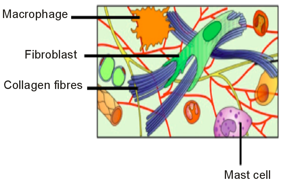 Identify the connective tissue A shown in diagram.