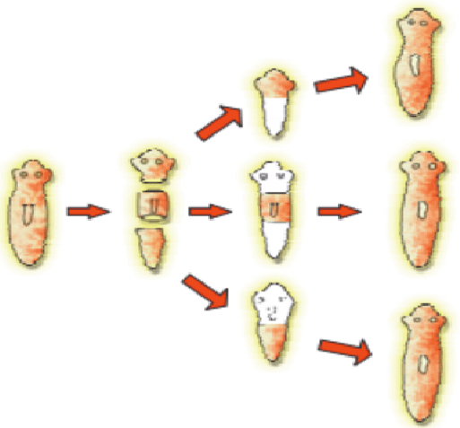 Draw diagrams to explain the regeneration that takes place in each of