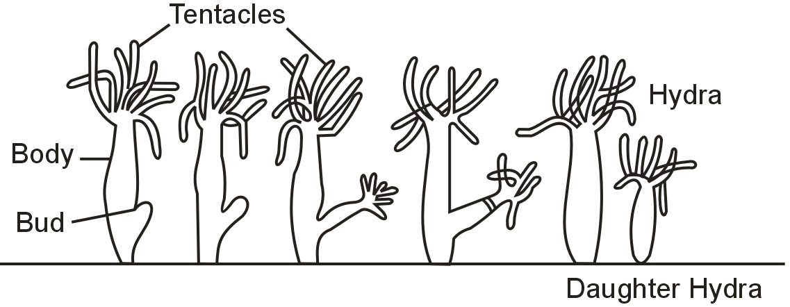 Explain budding in hydra with the help of labelled diagrams.