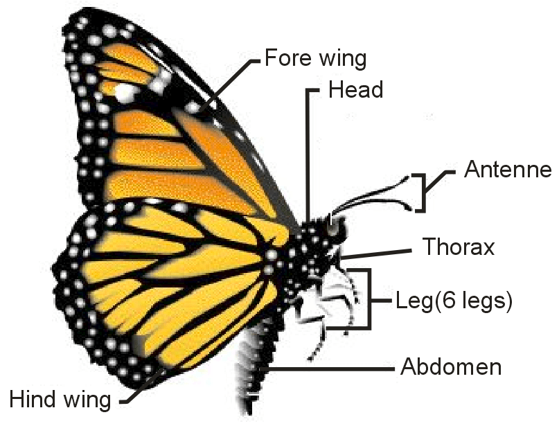 Draw a labeled diagram of butterfly and classify it