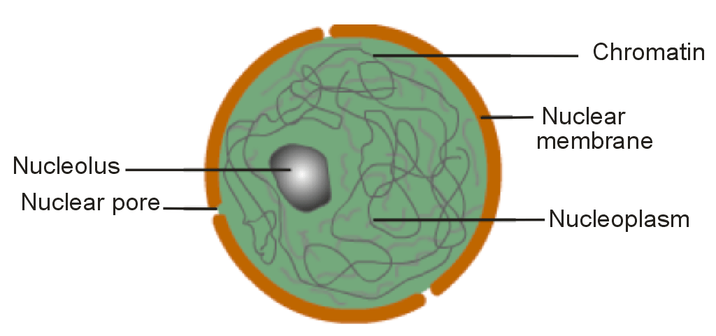 Draw a well labelled diagram of nucleus.