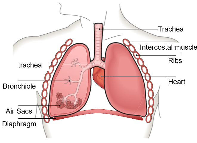 Draw a neat labelled diagram of lungs in man.