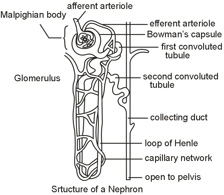 With the help of a well labelled diagram, describe the structure of nephron