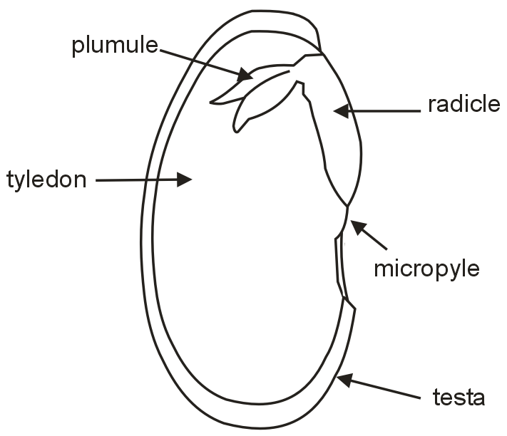 Draw a neat diagram a dicot seed and label "Radicle" on it.