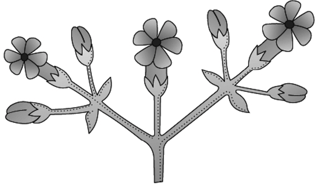 The diagram given below represent which type of inflorescence