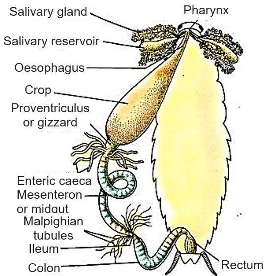 Explain the digestive system in cockroach.